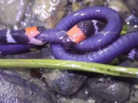 Cobra-coral: disputa acirrada por uma cobra cega revela lado predador da serpente