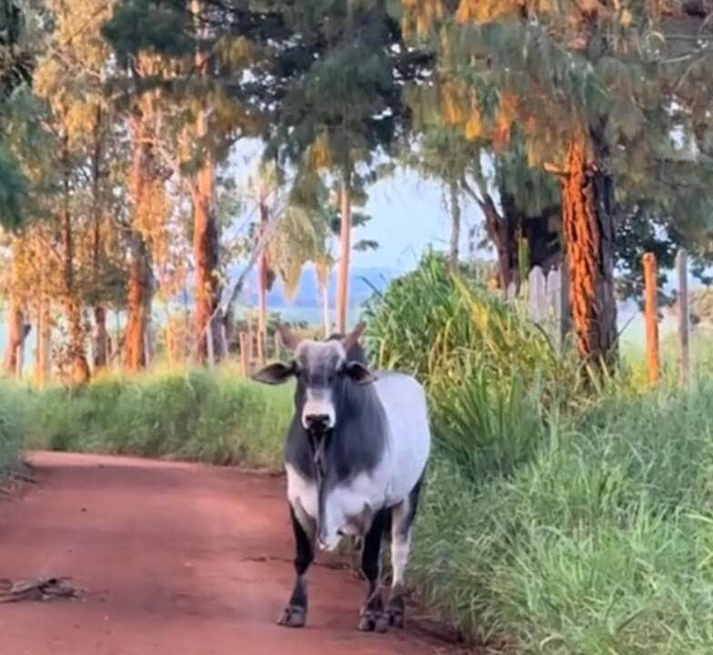 Boi na estrada: motoqueiro se depara com animal de comportamento arisco e enfrenta situação de risco.