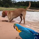 Arara e cachorro: dupla improvável diverte-se nas margens do rio