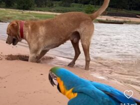 Arara e cachorro: dupla improvável diverte-se nas margens do rio