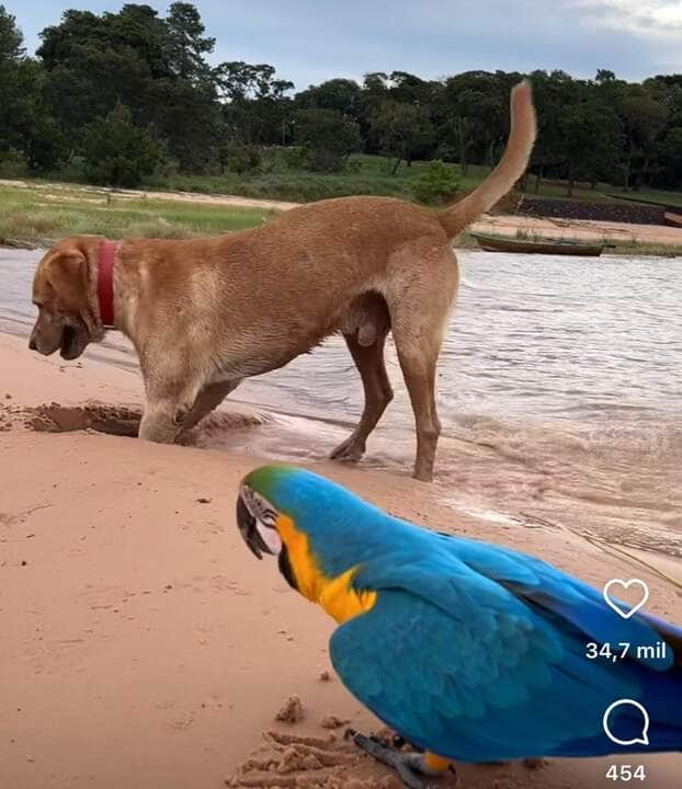 Arara e cachorro: dupla improvável diverte-se nas margens do rio