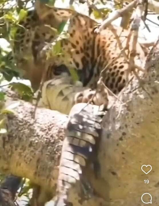 Onça-pintada devora jacaré em cima de árvore: Cena rara impressiona no Pantanal