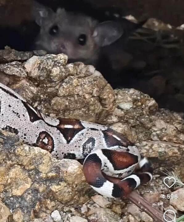 Jiboia devora ninhada de cuícas em um banquete selvagem no sertão pernambucano