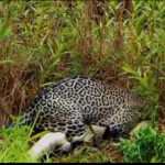 A Onça-Pintada: Rainha do Pantanal Revela Sua Majestade Predatória