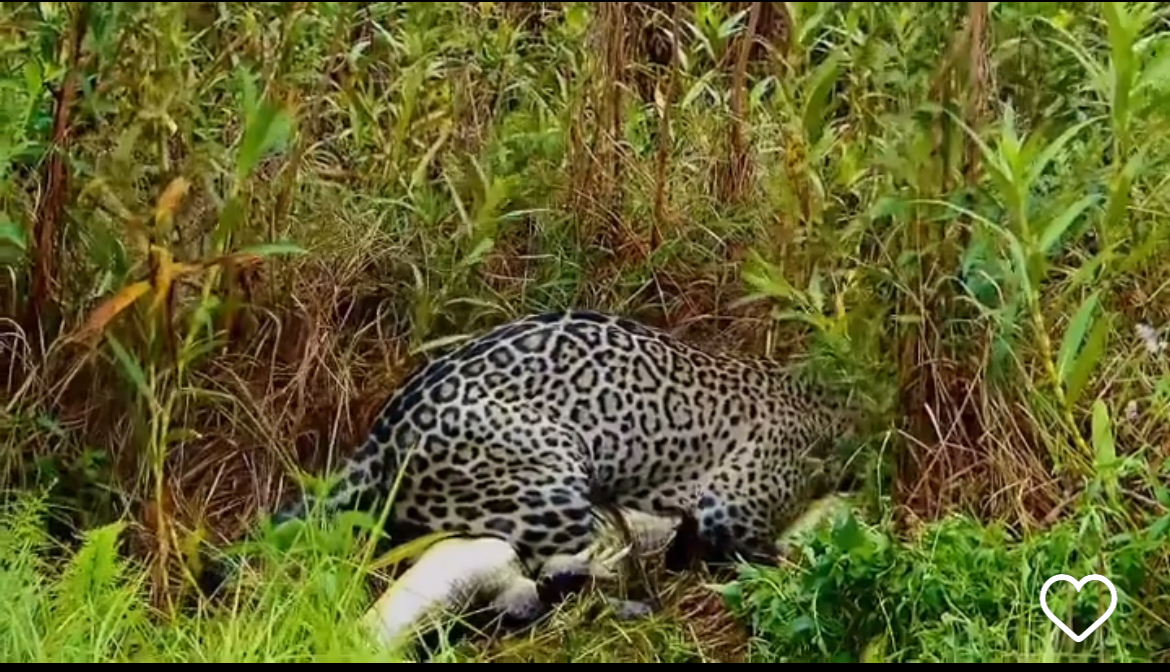 A Onça-Pintada: Rainha do Pantanal Revela Sua Majestade Predatória