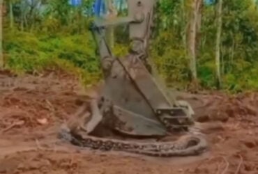 Cobra gigante içada por escavadeira: uma história incrível narrada por especialista
