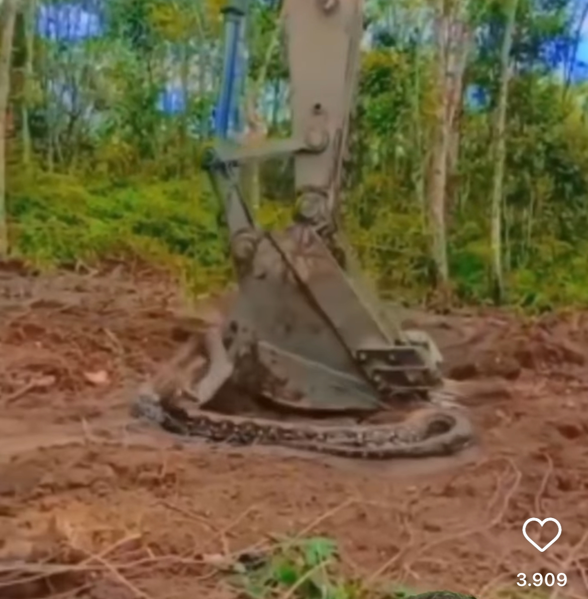 Cobra gigante içada por escavadeira: uma história incrível narrada por especialista