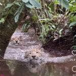 Filhotes de onça-pintada ensinam sobre a importância da diversão na natureza