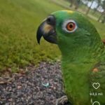 Papagaio birrento faz sucesso nas redes sociais com reação inesperada