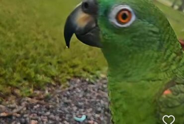 Papagaio birrento faz sucesso nas redes sociais com reação inesperada