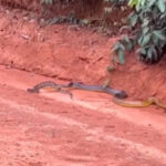Cobra gigante devorando jararaca: uma batalha épica na selva brasileira