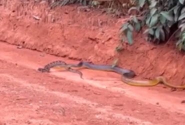 Cobra gigante devorando jararaca: uma batalha épica na selva brasileira