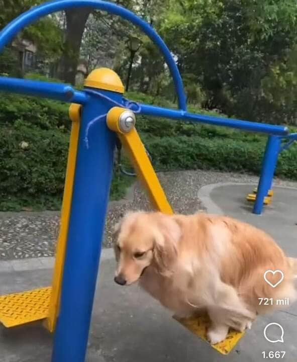 Golden retriever se diverte balançando em equipamento de academia: vídeo viraliza