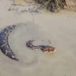 Cobra jiboia encanta observadores com movimentos inusitados na água