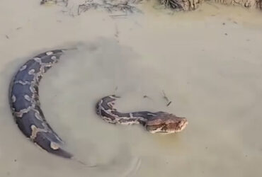 Cobra jiboia encanta observadores com movimentos inusitados na água