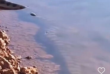 Sucuri gigante de 5 metros observa presa nas águas de um açude: um registro impressionante da majestade da natureza