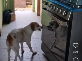 Cão bravio: vira viral brigando com seu reflexo no fogão