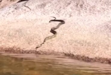 Caninana enfrenta correnteza em travessia arriscada perto de cachoeira: biólogo alerta sobre cobras em locais de banho