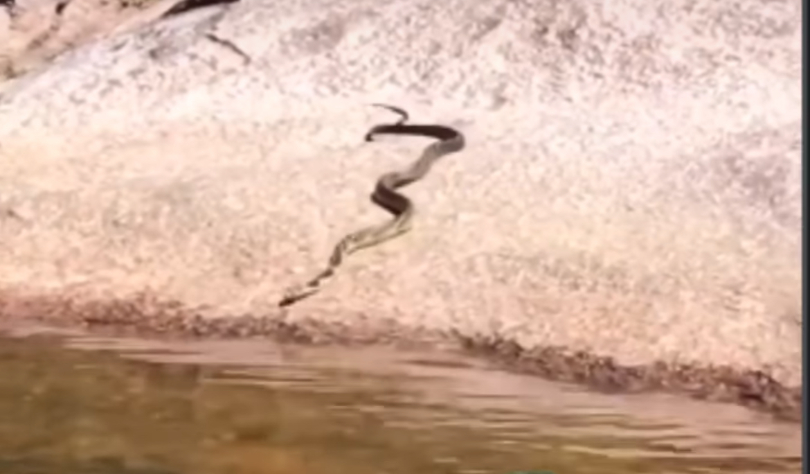 Caninana enfrenta correnteza em travessia arriscada perto de cachoeira: biólogo alerta sobre cobras em locais de banho