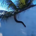 Sucuri se torna 'rainha dos muros' em Mato Grosso: vídeo mostra nova cobra em cima de residência