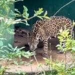 Onça-pintada ecoa rugido estrondoso pela mata: entenda o que significa esse som arrepiante