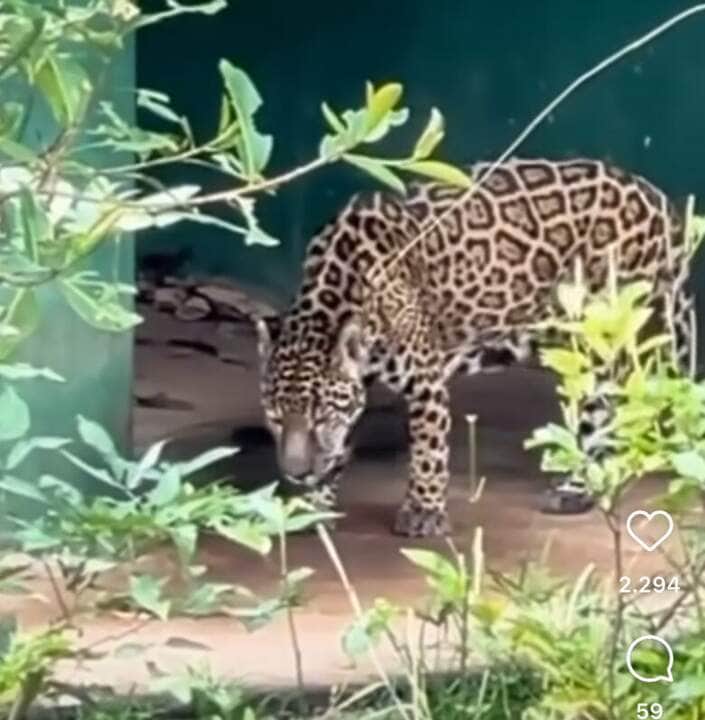 Onça-pintada ecoa rugido estrondoso pela mata: entenda o que significa esse som arrepiante