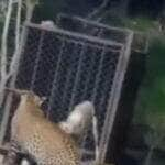 Leopardo tenta predar cachorro em vídeo que viraliza nas redes sociais