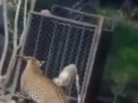 Leopardo tenta predar cachorro em vídeo que viraliza nas redes sociais