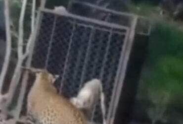 Leopardo tenta predar cachorro em vídeo que viraliza nas redes sociais