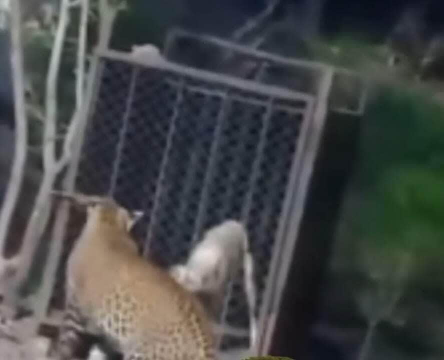 Leopardo tenta predar cachorro em vídeo que viraliza nas redes sociais