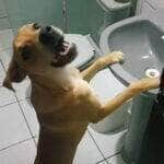 Caramelo, o cachorro que vira sensação nas redes sociais por pedir água na pia