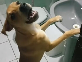 Caramelo, o cachorro que vira sensação nas redes sociais por pedir água na pia