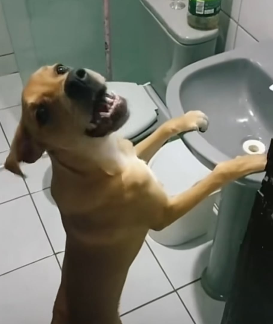 Caramelo, o cachorro que vira sensação nas redes sociais por pedir água na pia