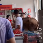 Cavalo invade mercado em busca de guloseimas e causa alvoroço entre clientes e funcionários