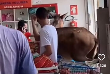 Cavalo invade mercado em busca de guloseimas e causa alvoroço entre clientes e funcionários
