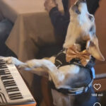 Cachorrinho Viraliza nas Redes Sociais ao "Cantar" em Reunião Familiar