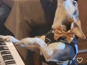 Cachorrinho Viraliza nas Redes Sociais ao "Cantar" em Reunião Familiar