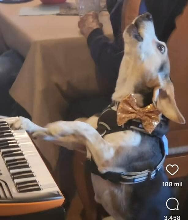 Cachorrinho Viraliza nas Redes Sociais ao "Cantar" em Reunião Familiar