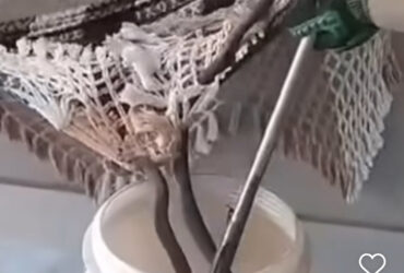 Cobra escondida em rede: bombeiros resgatam animal silvestre em residência