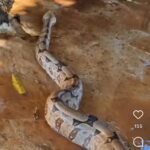 Cobra jiboia gigante passeia em quintal e deixa moradores assombrados: "nunca vi nada igual", diz proprietária