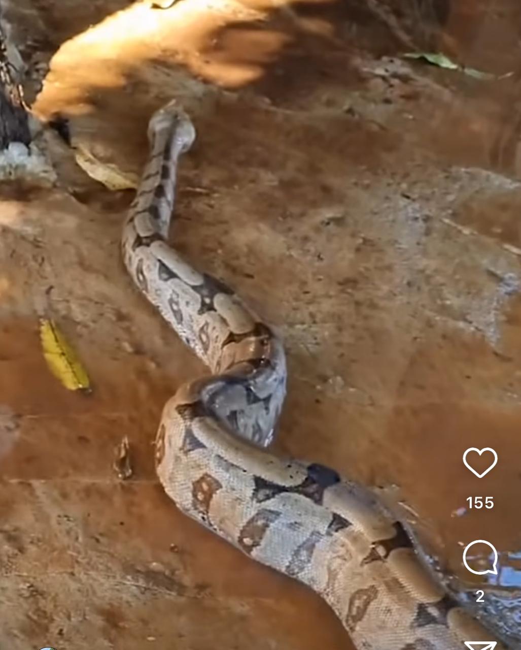 Cobra jiboia gigante passeia em quintal e deixa moradores assombrados: "nunca vi nada igual", diz proprietária