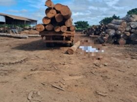 Motorista morre esmagado por tora de madeira em São José do Rio Claro
