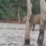 Onça-pintada juvenil em apuros: Animal se encontra preso em galhos de árvore no rio