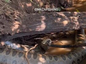 Sucuri gigante morre entalada com presa no Pantanal: imagens impressionantes revelam cena