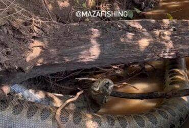 Sucuri gigante morre entalada com presa no Pantanal: imagens impressionantes revelam cena