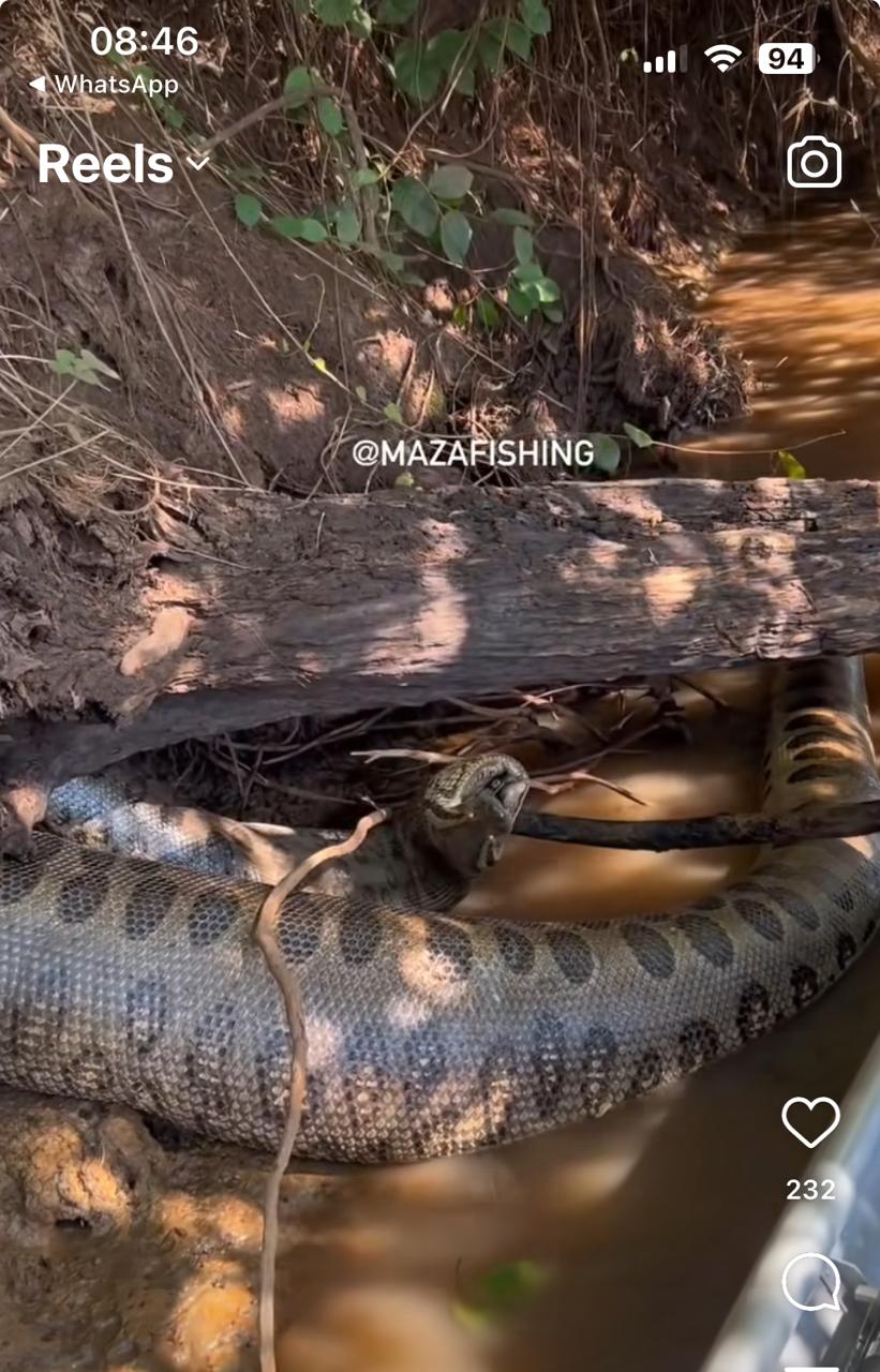 Sucuri gigante morre entalada com presa no Pantanal: imagens impressionantes revelam cena