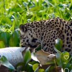 Onça-pintada devora jacaré em banquete espetacular no Pantanal: imagens impressionam