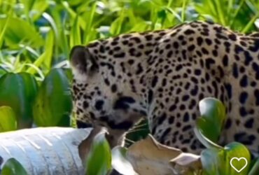 Onça-pintada devora jacaré em banquete espetacular no Pantanal: imagens impressionam