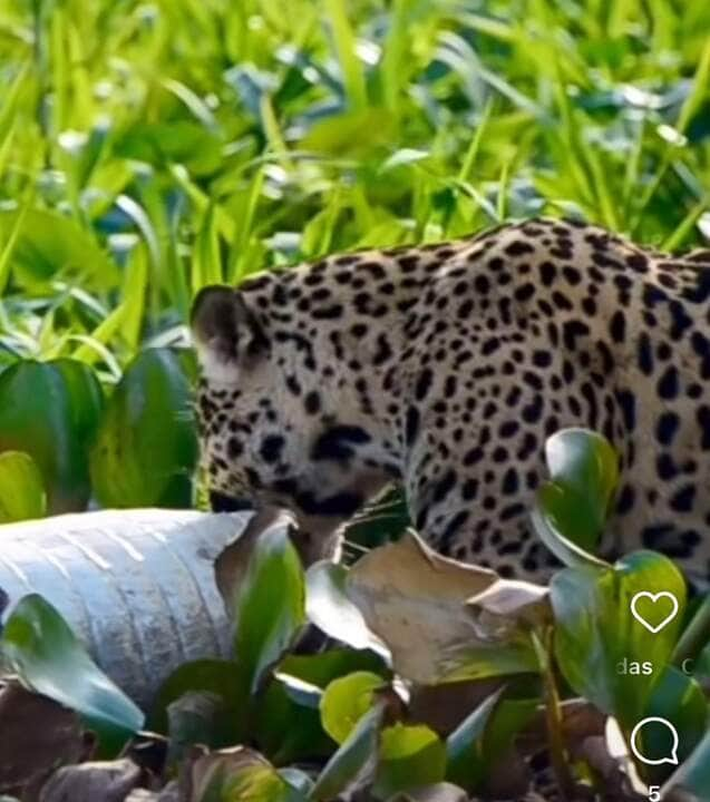 Onça-pintada devora jacaré em banquete espetacular no Pantanal: imagens impressionam