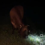 Vaca "ilumina" a noite com lanterna na cabeça e conquista a internet